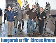 Neue Pferde für Circus Krone: Ankunft von 4 Junghengsten aus der Araberzucht Gut Marbach am 30.11.2010 (©Foto: Martin Schmitz)